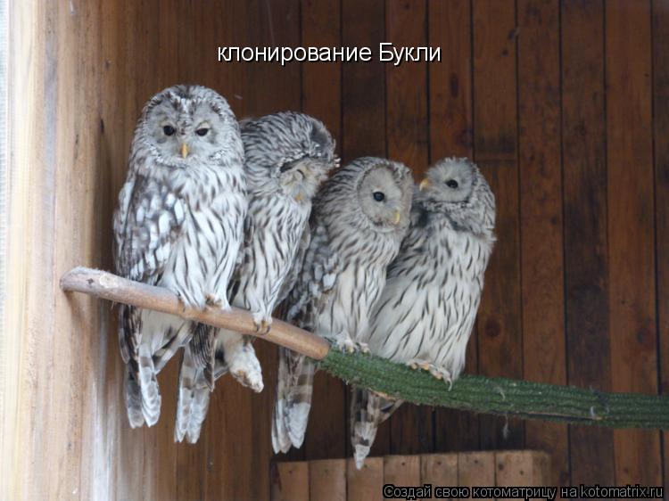 клонирование Букли... Котоматрица: клонирование Букли