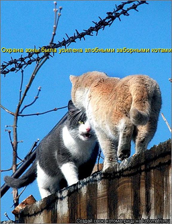 Котоматрица: Охрана зоны была усилена злобными заборными котами.