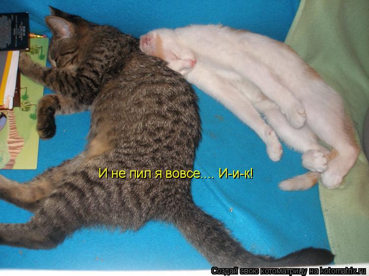 И не пил я вовсе.... И-и-к!... Котоматрица: И не пил я вовсе.... И-и-к!