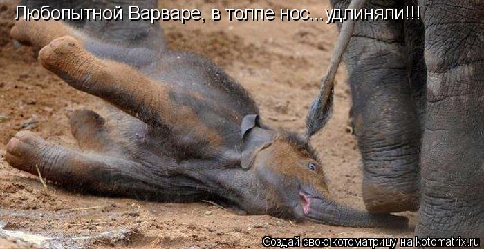 Любопытной Варваре, в толпе нос...удлиняли!!!... Котоматрица: Любопытной Варваре, в толпе нос...удлиняли!!!
