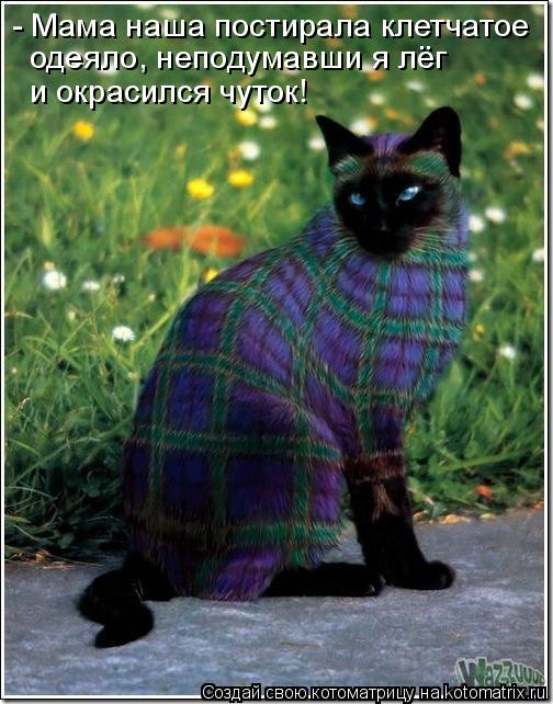- Мама наша постирала клетчатое одеяло, неподумавши я лёг и окрасился чуток!... Котоматрица: - Мама наша постирала клетчатое одеяло, неподумавши я лёг и окрасился чуток!