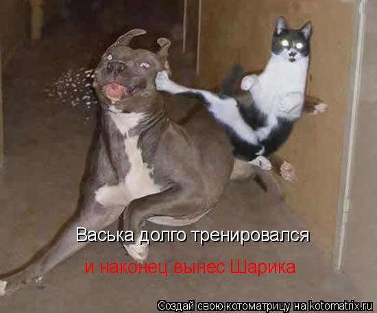Васька долго тренировался и наконец вынес Шарика... Котоматрица: Васька долго тренировался и наконец вынес Шарика