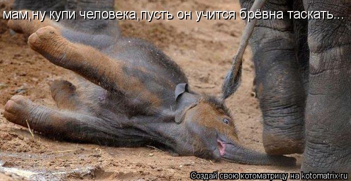 мам,ну купи человека,пусть он учится брёвна таскать...... Котоматрица: мам,ну купи человека,пусть он учится брёвна таскать...