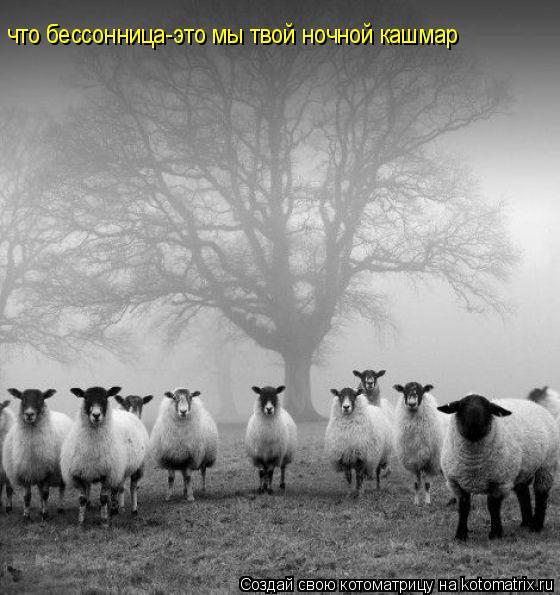 что бессонница-это мы твой ночной кашмар... Котоматрица: что бессонница-это мы твой ночной кашмар