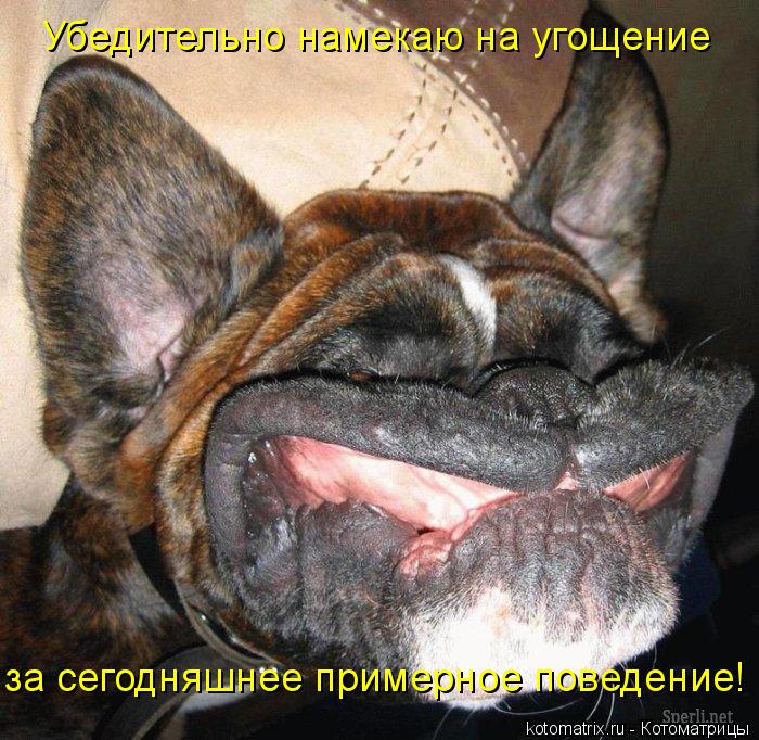 Убедительно намекаю на угощение за сегодняшнее примерное поведение!... Котоматрица: Убедительно намекаю на угощение за сегодняшнее примерное поведение!
