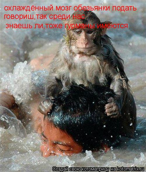 охлаждённый мозг обезьянки подать говориш,так среди нас знаешь ли,тоже гурманы имеются... Котоматрица: охлаждённый мозг обезьянки подать говориш,так среди нас знаешь ли,тоже гурманы имеются