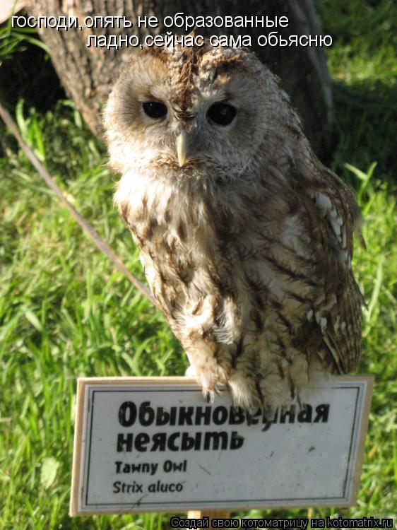 господи,опять не образованные ладно,сейчас сама обьясню... Котоматрица: господи,опять не образованные ладно,сейчас сама обьясню
