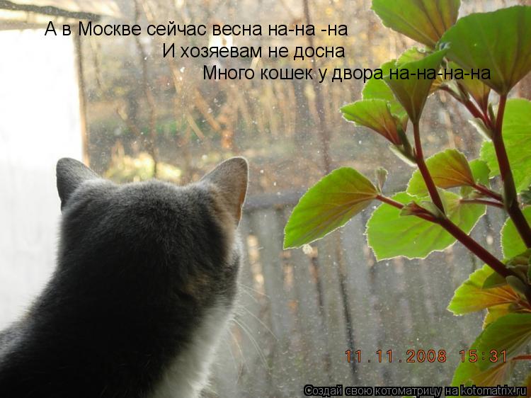 А в Москве сейчас весна на-на -на И хозяевам не досна Много кошек у двора на-на-на-на... Котоматрица: А в Москве сейчас весна на-на -на И хозяевам не досна Много кошек у двора на-на-на-на