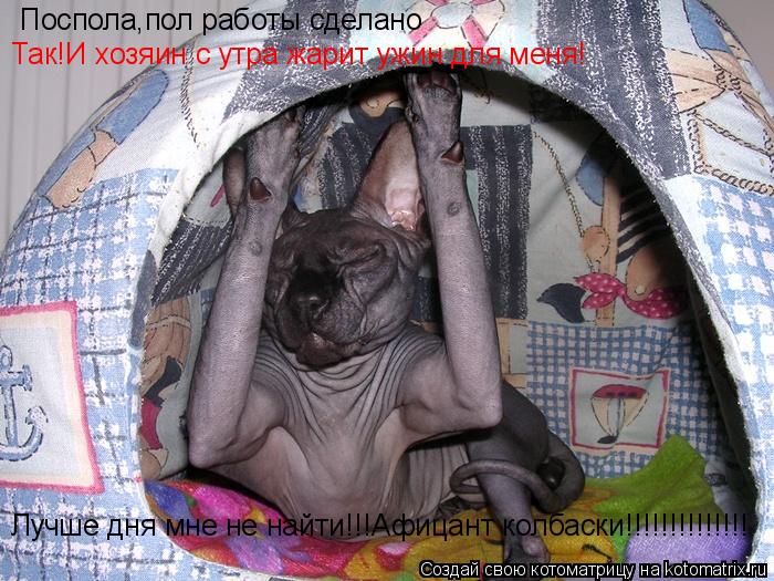 Поспола,пол работы сделано Так!И хозяин с утра жарит ужин для меня! Лучше дня мне не найти!!!Афицант ... Котоматрица: Поспола,пол работы сделано Так!И хозяин с утра жарит ужин для меня! Лучше дня мне не найти!!!Афицант колбаски!!!!!!!!!!!!!!
