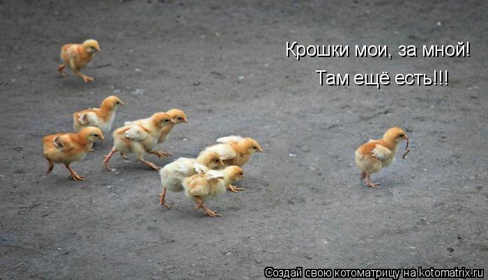 Крошки мои, за мной! Там ещё есть!!!... Котоматрица: Крошки мои, за мной! Там ещё есть!!!