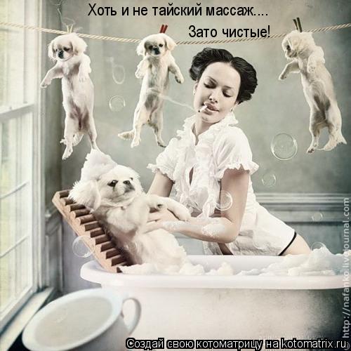 Зато чистые! Хоть и не тайский массаж....... Котоматрица: Зато чистые! Хоть и не тайский массаж....