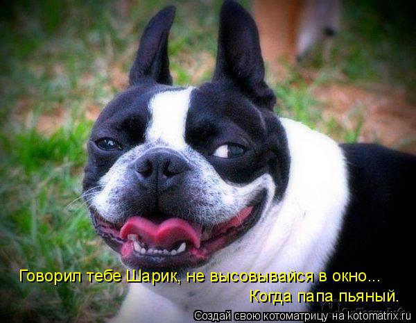 Говорил тебе Шарик, не высовывайся в окно... Когда папа пьяный.... Котоматрица: Говорил тебе Шарик, не высовывайся в окно... Когда папа пьяный.
