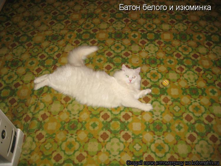 Батон белого и изюминка... Котоматрица: Батон белого и изюминка