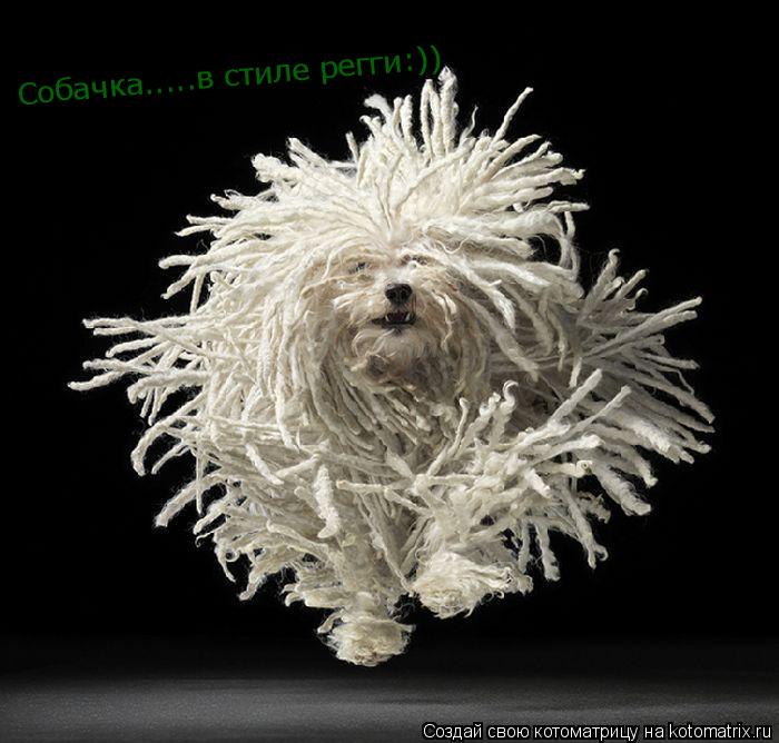 Собачка.....в стиле регги:))... Котоматрица: Собачка.....в стиле регги:))