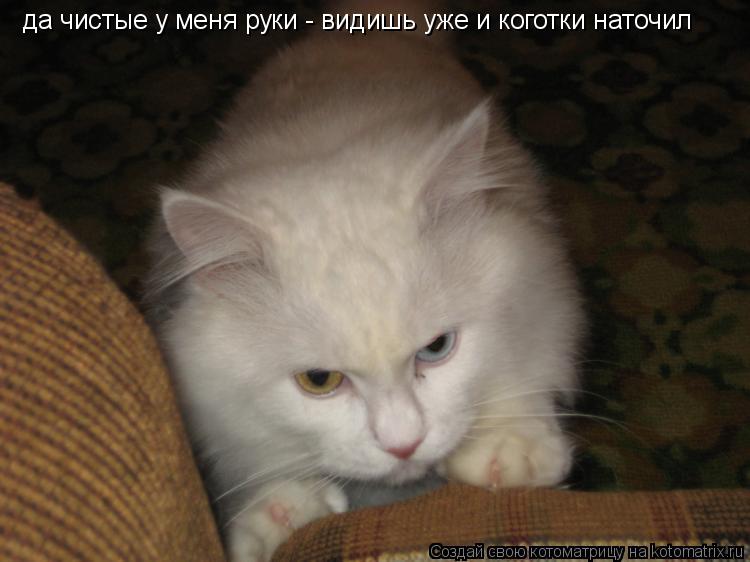 да чистые у меня руки - видишь уже и коготки наточил... Котоматрица: да чистые у меня руки - видишь уже и коготки наточил