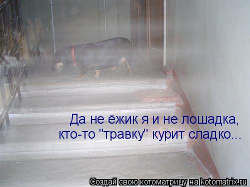 Да не ёжик я и не лошадка, кто-то "травку" курит сладко...... Котоматрица: Да не ёжик я и не лошадка, кто-то "травку" курит сладко...