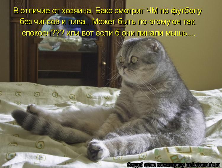 В отличие от хозяина, Бакс смотрит ЧМ по футболу без чипсов и пива...Может быть по-этому он так споко... Котоматрица: В отличие от хозяина, Бакс смотрит ЧМ по футболу без чипсов и пива...Может быть по-этому он так спокоен??? или вот если б они пинали мышь....