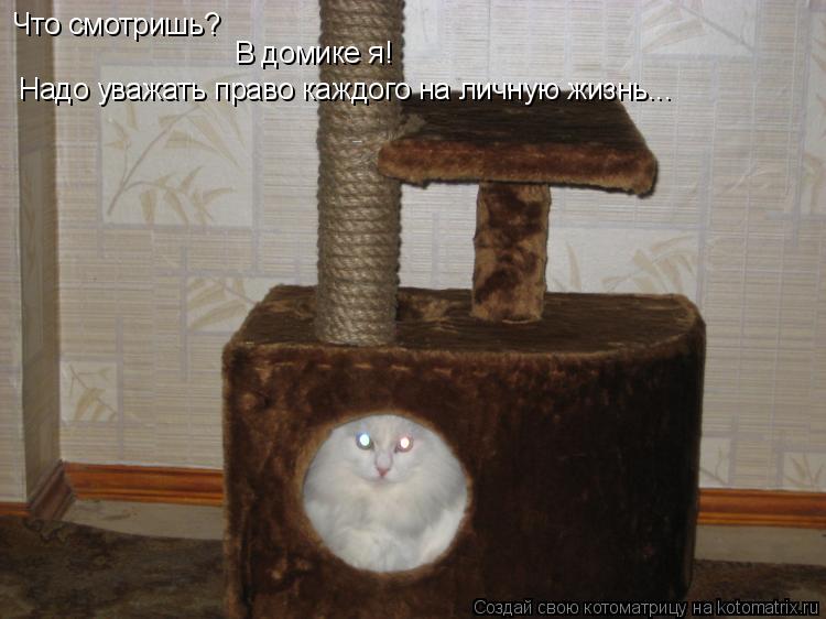 Что смотришь? В домике я! Надо уважать право каждого на личную жизнь...... Котоматрица: Что смотришь? В домике я! Надо уважать право каждого на личную жизнь...