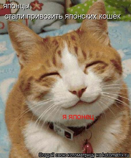 японцы стали привозить японских кошек я японец... Котоматрица: японцы стали привозить японских кошек я японец