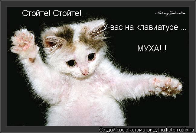 Стойте! Стойте! У вас на клавиатуре ... МУХА!!!... Котоматрица: Стойте! Стойте! У вас на клавиатуре ... МУХА!!!