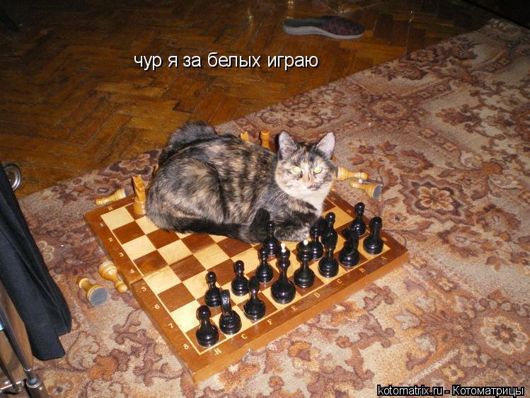 чур я за белых играю... Котоматрица: чур я за белых играю