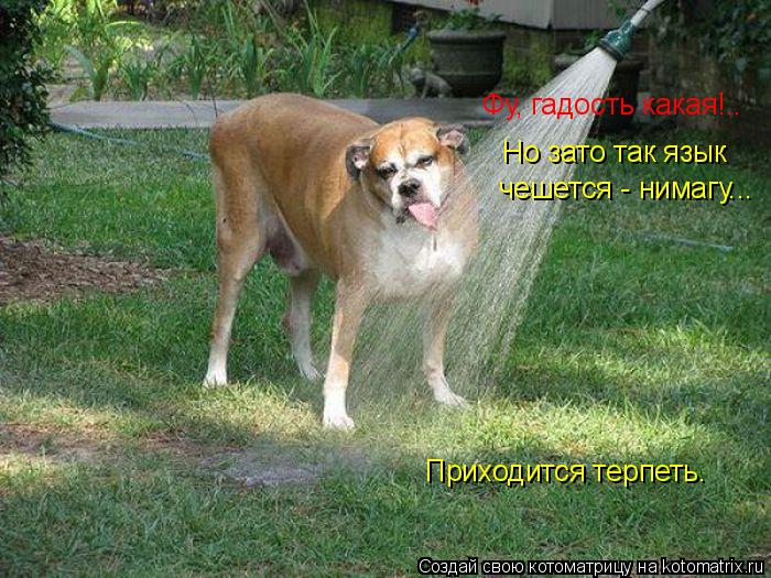 Фу, гадость какая!.. Но зато так язык чешется - нимагу... Приходится терпеть.... Котоматрица: Фу, гадость какая!.. Но зато так язык чешется - нимагу... Приходится терпеть.