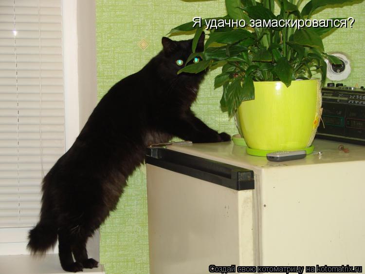 Я удачно замаскировался?... Котоматрица: Я удачно замаскировался?