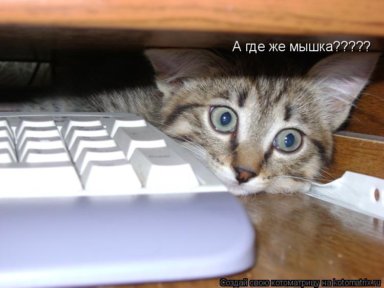 А где же мышка?????... Котоматрица: А где же мышка?????