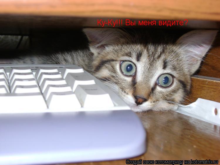 Котоматрица: Ку-Ку!!! Вы меня видите?