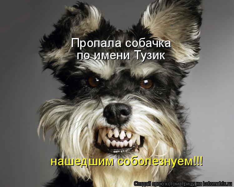 Котоматрица: Пропала собачка  по имени Тузик нашедшим соболезнуем!!!