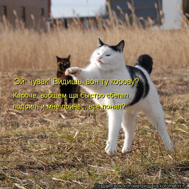 Котоматрица: Эй, чувак! Видишь, вон ту корову? Кароче, вобщем ща быстро сбегал, подоил, и мне принёс, всё понял?