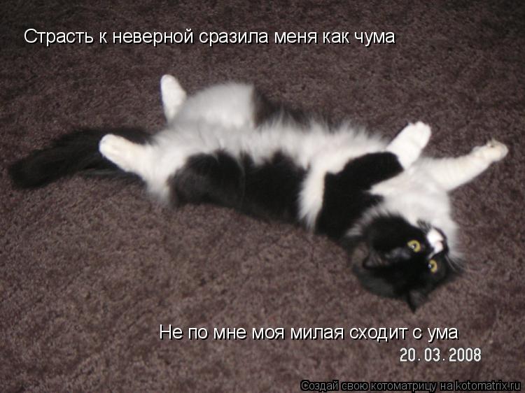 Страсть к неверной сразила меня как чума Не по мне моя милая сходит с ума... Котоматрица: Страсть к неверной сразила меня как чума Не по мне моя милая сходит с ума