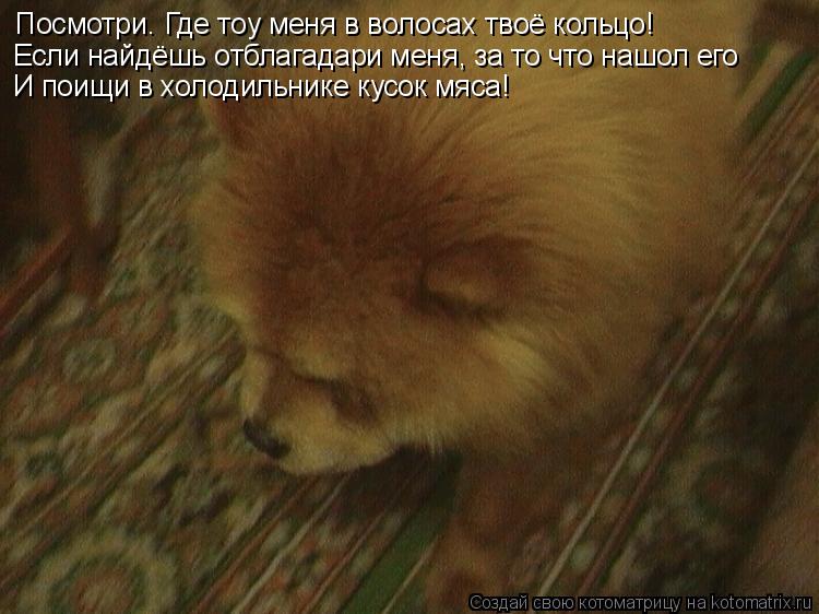 Посмотри. Где тоу меня в волосах твоё кольцо! Если найдёшь отблагадари меня, за то что нашол его И по... Котоматрица: Посмотри. Где тоу меня в волосах твоё кольцо! Если найдёшь отблагадари меня, за то что нашол его И поищи в холодильнике кусок мяса!