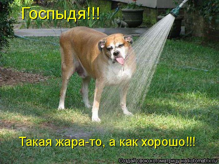 Госпыдя!!! Такая жара-то, а как хорошо!!!... Котоматрица: Госпыдя!!! Такая жара-то, а как хорошо!!!