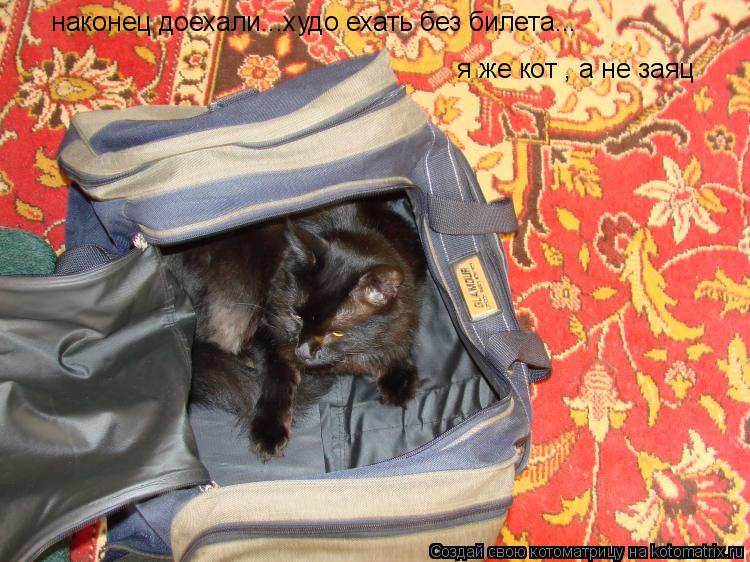 наконец доехали...худо ехать без билета... я же кот , а не заяц... Котоматрица: наконец доехали...худо ехать без билета... я же кот , а не заяц