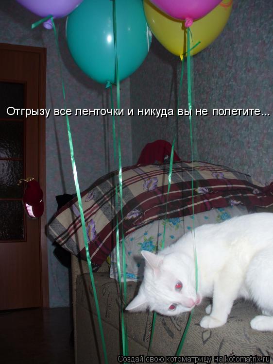 Отгрызу все ленточки и никуда вы не полетите...... Котоматрица: Отгрызу все ленточки и никуда вы не полетите...