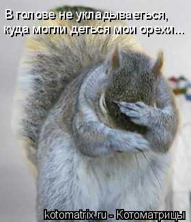 В голове не укладываеться, куда могли деться мои орехи...... Котоматрица: В голове не укладываеться, куда могли деться мои орехи...