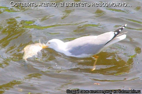 Оставить жалко, а взлететь невозможно...... Котоматрица: Оставить жалко, а взлететь невозможно...