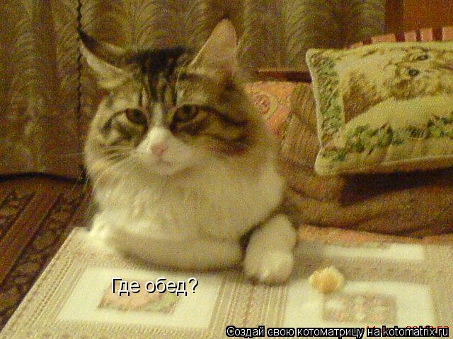 Где обед?... Котоматрица: Где обед?