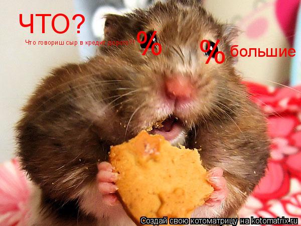 ЧТО? Что говориш сыр в кредит дорого?! % % большие... Котоматрица: ЧТО? Что говориш сыр в кредит дорого?! % % большие