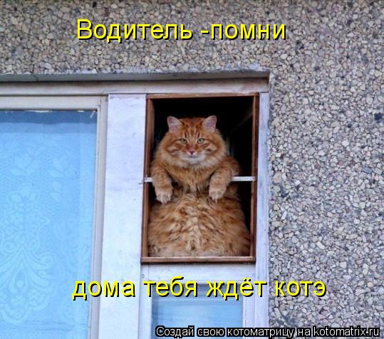 Водитель -помни дома тебя ждёт котэ... Котоматрица: Водитель -помни дома тебя ждёт котэ