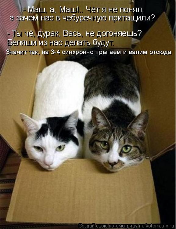 - Маш, а, Маш!.. Чёт я не понял, а зачем нас в чебуречную притащили? - Ты чё, дурак, Вась, не догоня... Котоматрица: - Маш, а, Маш!.. Чёт я не понял, а зачем нас в чебуречную притащили? - Ты чё, дурак, Вась, не догоняешь? Беляши из нас делать будут. Значит так, на
