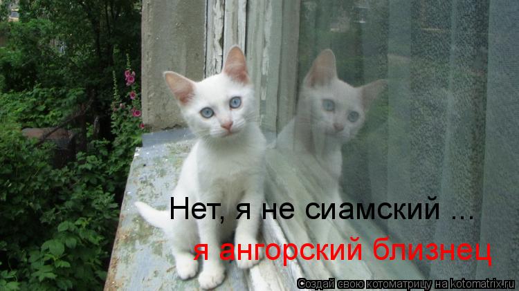 Нет, я не сиамский ... я ангорский близнец... Котоматрица: Нет, я не сиамский ... я ангорский близнец