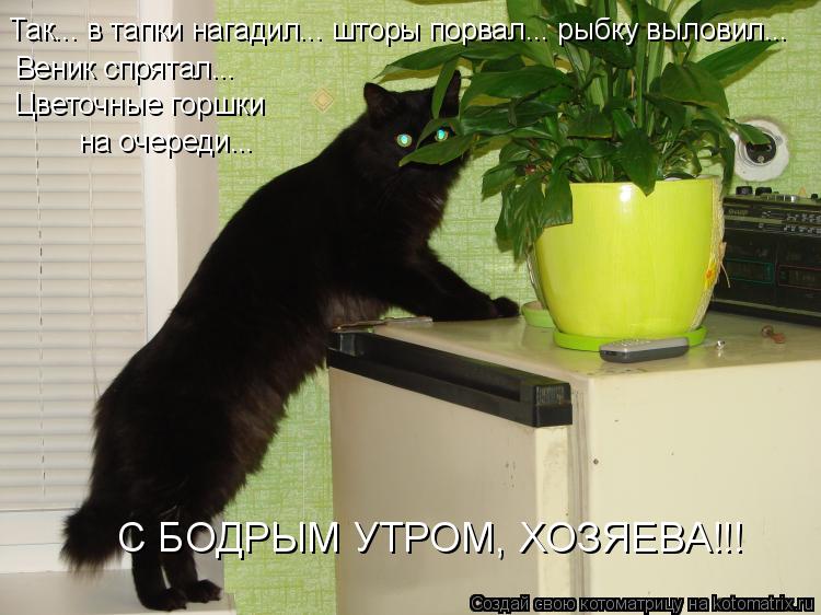 С БОДРЫМ УТРОМ, ХОЗЯЕВА!!! Так... в тапки нагадил... шторы порвал... рыбку выловил... Веник спрятал..... Котоматрица: С БОДРЫМ УТРОМ, ХОЗЯЕВА!!! Так... в тапки нагадил... шторы порвал... рыбку выловил... Веник спрятал... Цветочные горшки на очереди...