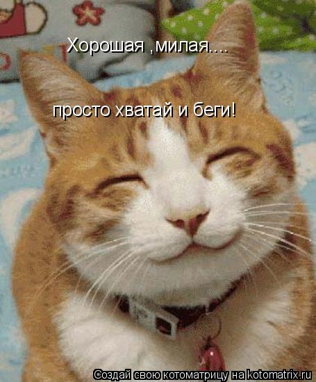 Хорошая ,милая.... просто хватай и беги!... Котоматрица: Хорошая ,милая.... просто хватай и беги!