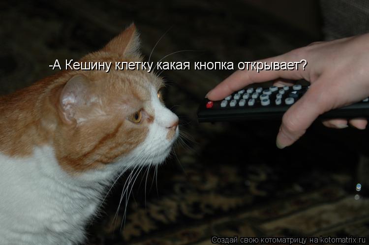 -А Кешину клетку какая кнопка открывает?... Котоматрица: -А Кешину клетку какая кнопка открывает?
