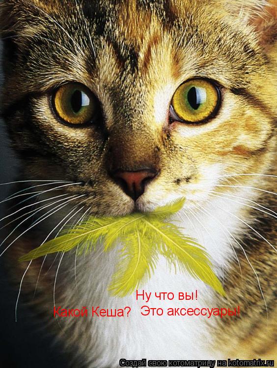 Ну что вы! Какой Кеша? Это аксессуары!... Котоматрица: Ну что вы! Какой Кеша? Это аксессуары!