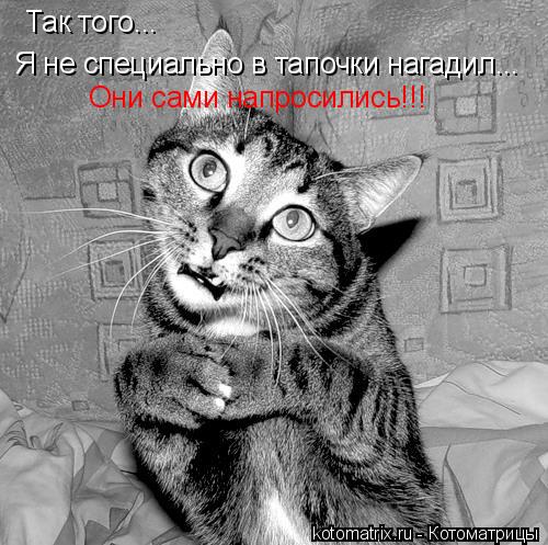 Так того... Я не специально в тапочки нагадил... Они сами напросились!!!... Котоматрица: Так того... Я не специально в тапочки нагадил... Они сами напросились!!!