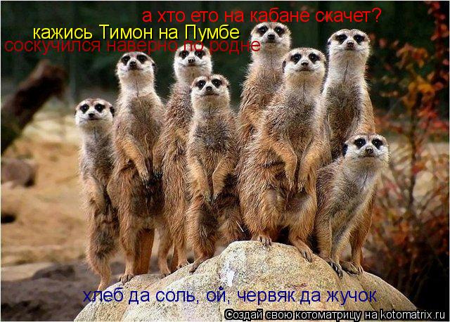 а хто ето на кабане скачет? кажись Тимон на Пумбе соскучился наверно по родне хлеб да соль, ой, червя... Котоматрица: а хто ето на кабане скачет? кажись Тимон на Пумбе соскучился наверно по родне хлеб да соль, ой, червяк да жучок