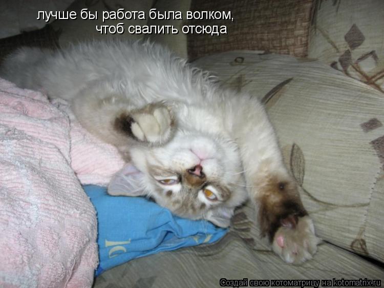 лучше бы работа была волком, чтоб свалить отсюда... Котоматрица: лучше бы работа была волком, чтоб свалить отсюда